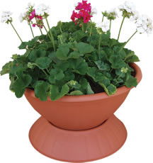 Virágkehely nagy termék fő termékképe